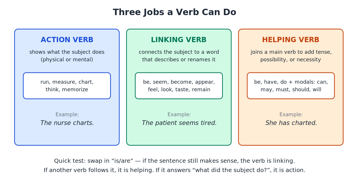Labeled diagram showing the three verb types with example sentences: action verbs (the nurse charts), linking verbs (the patient seems tired), and helping verbs (she has charted)