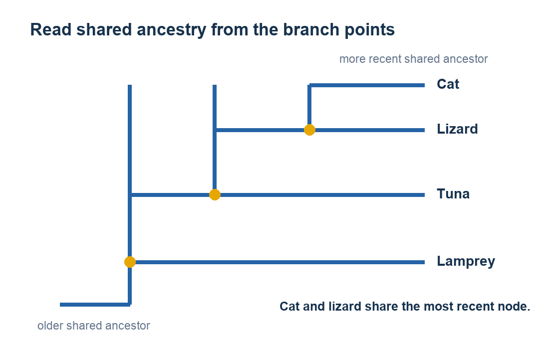 Simplified cladogram showing branch points and increasingly recent common ancestors among four lineages