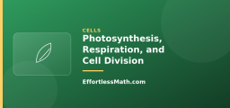 Photosynthesis, Respiration, and Cell Division