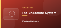 The Endocrine System