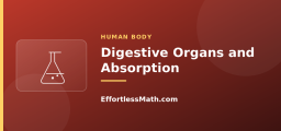Digestive Organs and Absorption
