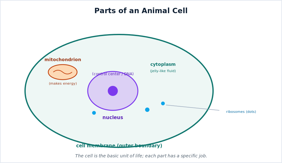 Labeled animal cell showing the cell membrane, cytoplasm, nucleus, and mitochondria