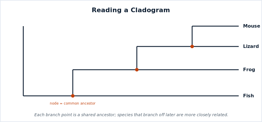 A cladogram with fish, frog, lizard, and mouse showing branch points as common ancestors