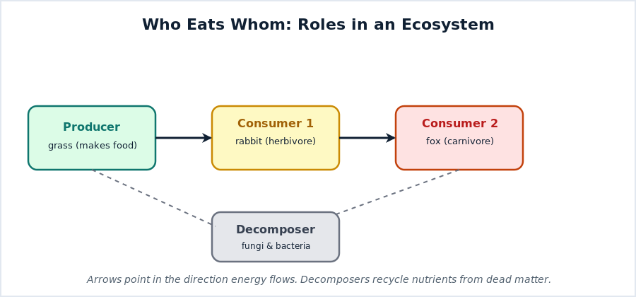 Diagram of a food chain from producer to first consumer to second consumer, with decomposers recycling nutrients
