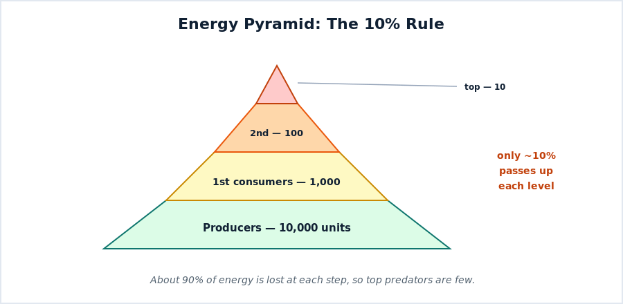 An energy pyramid showing about 10 percent of energy passing to each higher level