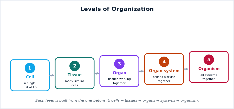 Levels of organization from cell to tissue to organ to organ system to organism