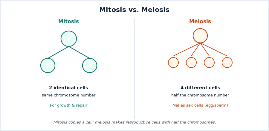 Comparison of mitosis producing two identical cells and meiosis producing four different cells with half the chromosomes