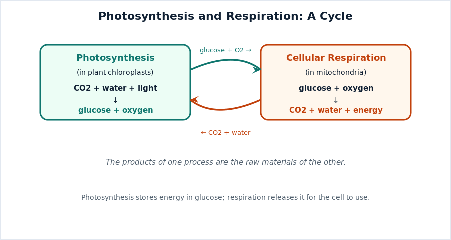 Diagram showing photosynthesis producing glucose and oxygen and cellular respiration using glucose and oxygen to release energy, forming a cycle