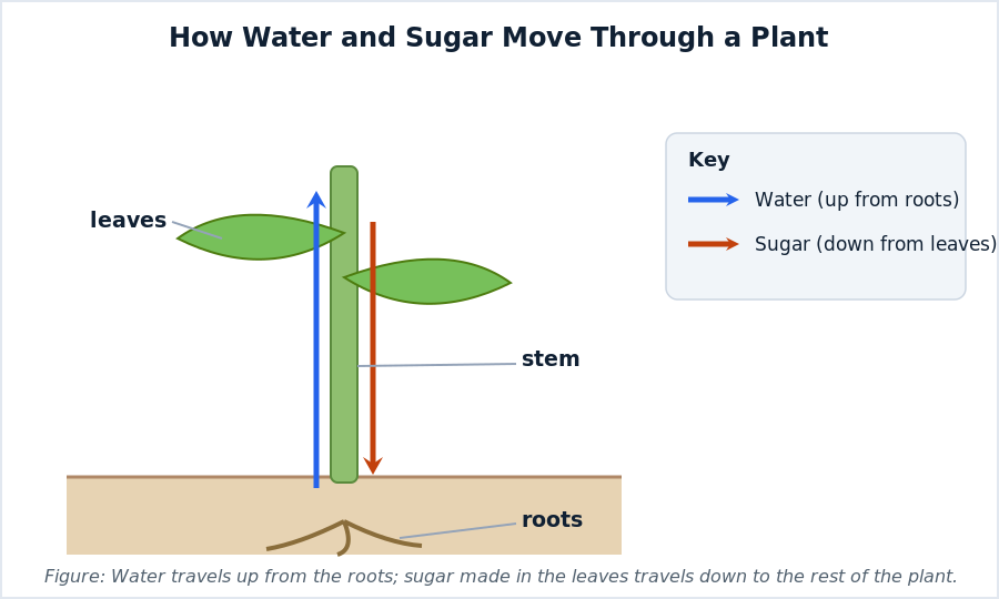 Labeled plant diagram showing water moving up from the roots and sugar moving down from the leaves