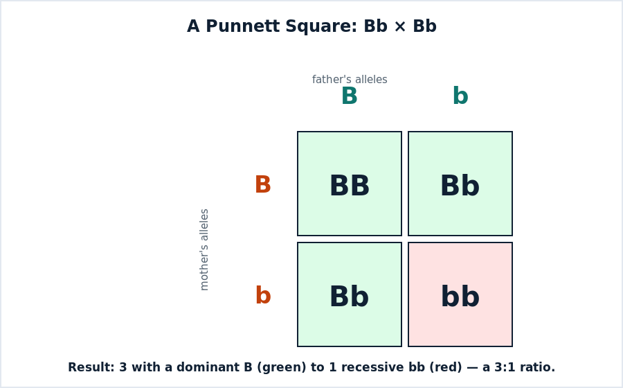 A Punnett square crossing Bb and Bb, giving BB, Bb, Bb, and bb, a three to one ratio