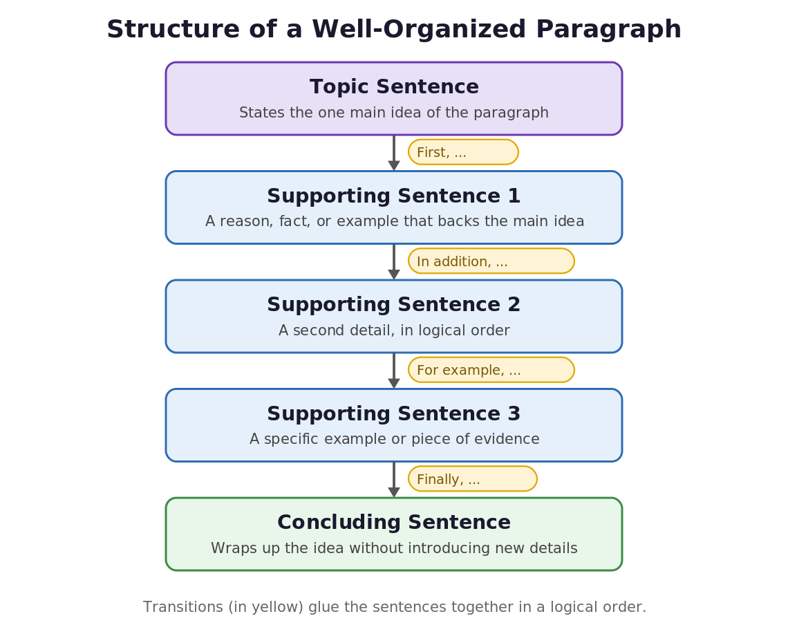Labeled diagram of paragraph structure: topic sentence, three supporting sentences joined by transitions, and a concluding sentence