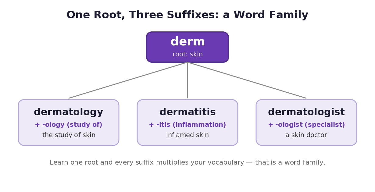 Word family diagram showing the root derm meaning skin combined with the suffixes -ology, -itis, and -ologist to build dermatology, dermatitis, and dermatologist