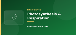 Photosynthesis and Cellular Respiration