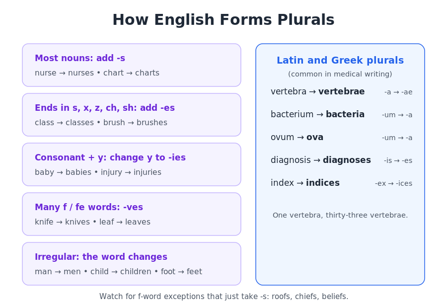 Chart of English plural rules with a panel of Latin and Greek medical plurals such as vertebra to vertebrae and diagnosis to diagnoses