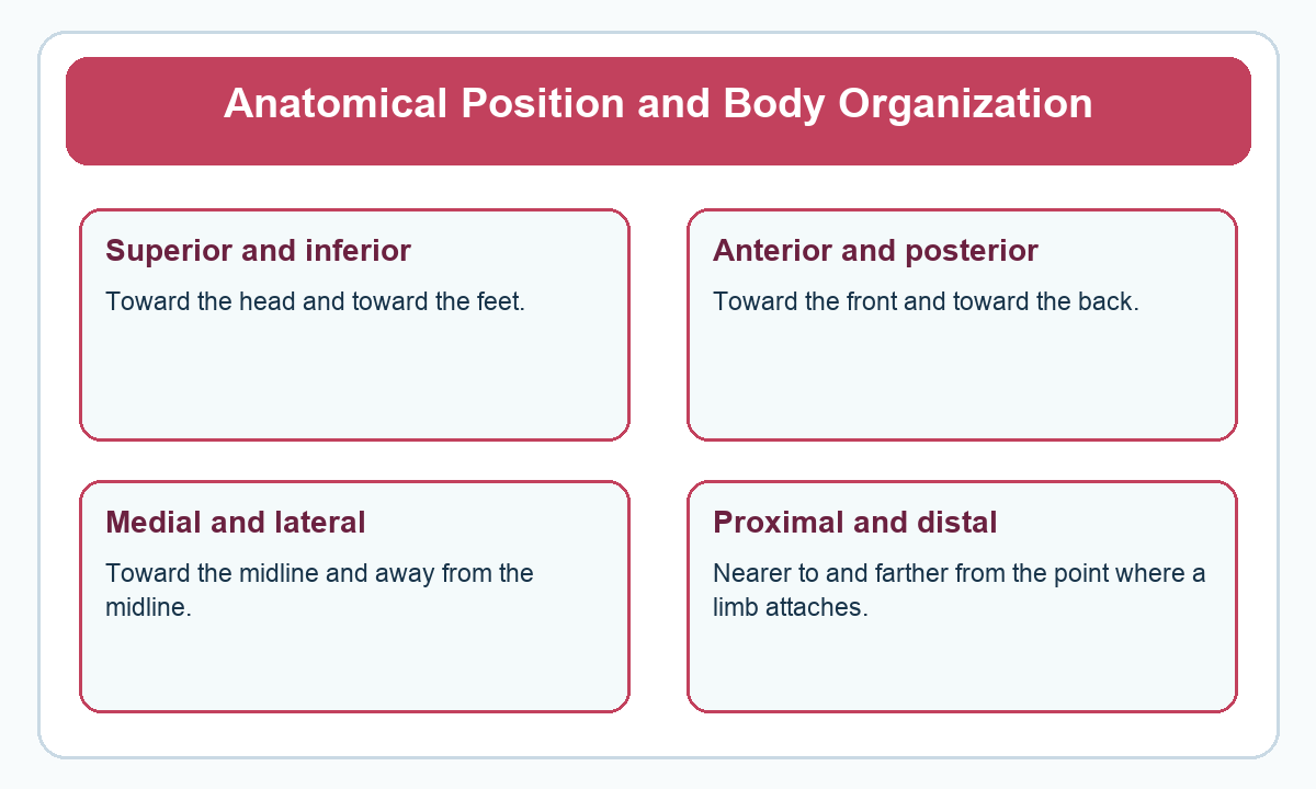 Four-part beginner diagram for anatomical position and body organization