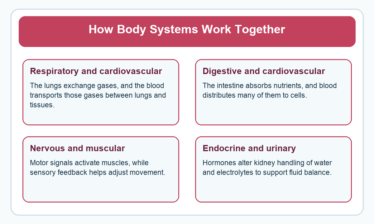 Four-part beginner diagram for how body systems work together