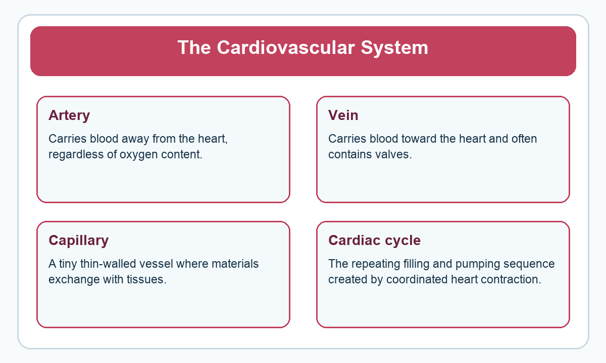 Four-part beginner diagram for the cardiovascular system