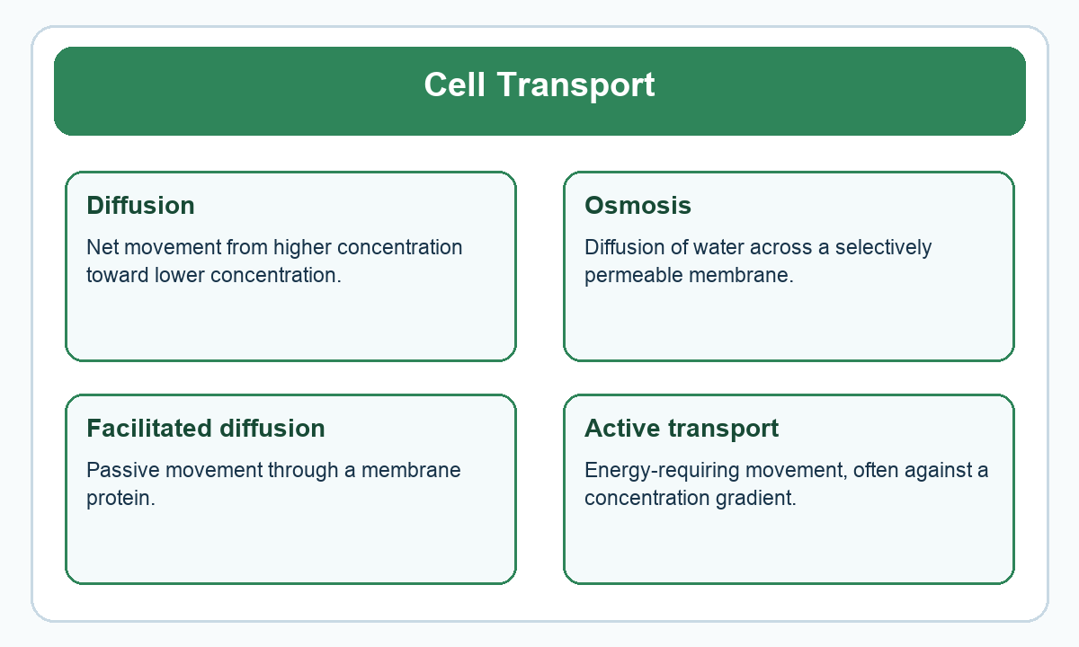 Four-part beginner diagram for cell transport