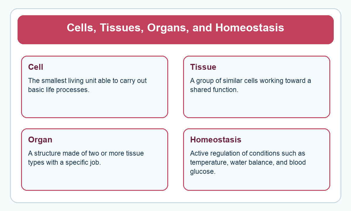 Four-part beginner diagram for cells, tissues, organs, and homeostasis