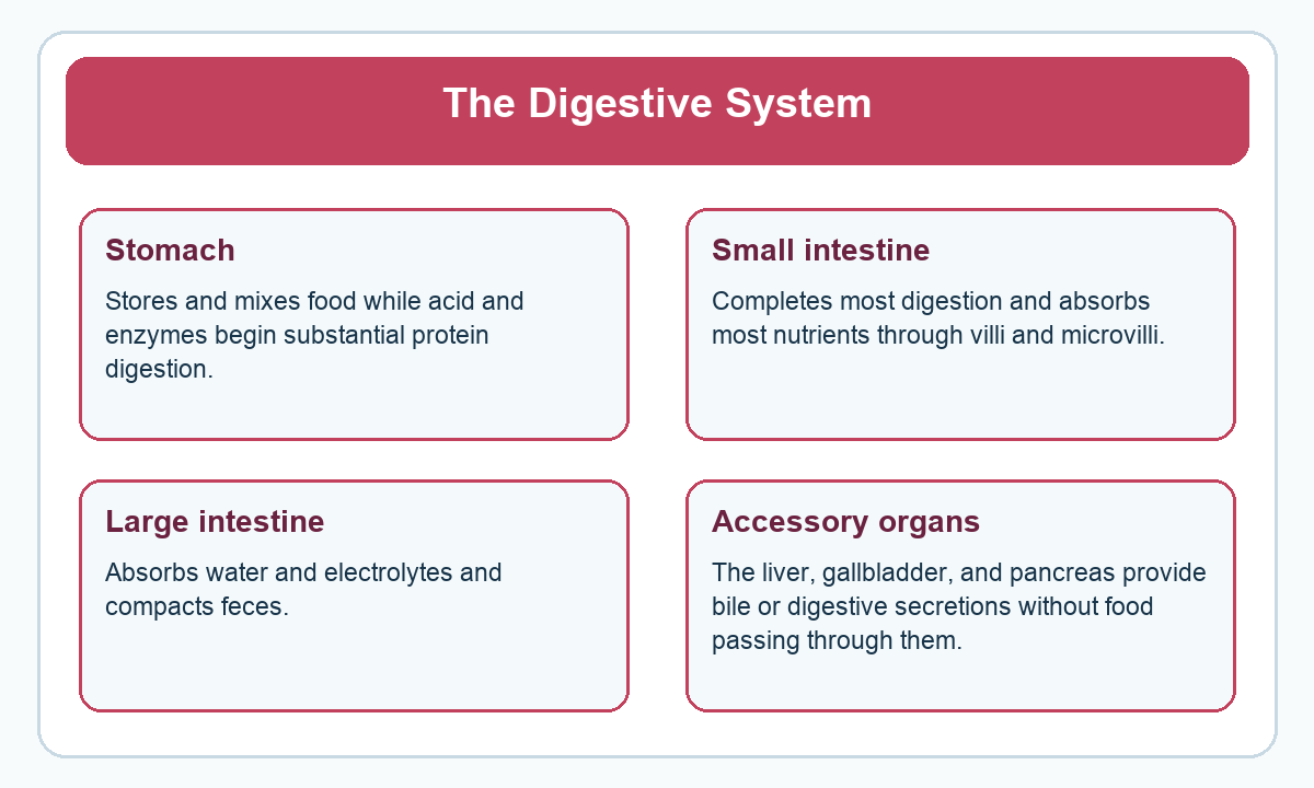 Four-part beginner diagram for the digestive system