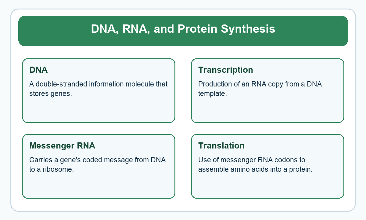 Four-part beginner diagram for dna, rna, and protein synthesis