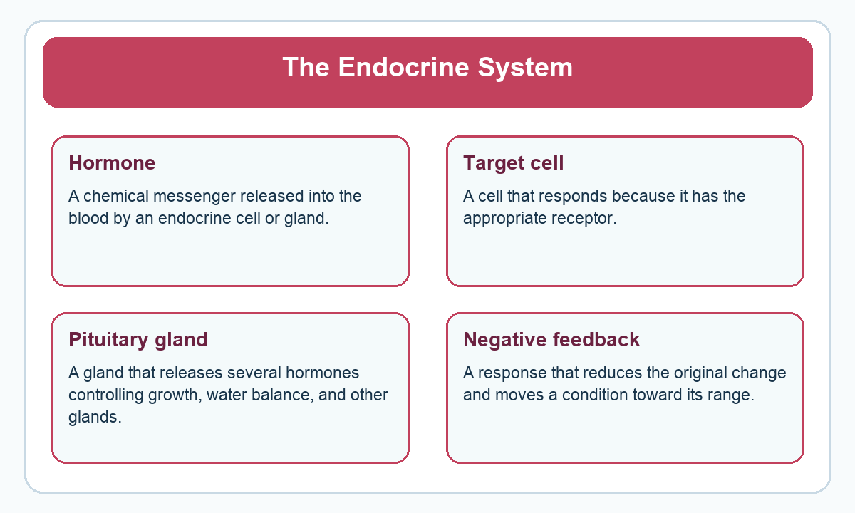 Four-part beginner diagram for the endocrine system