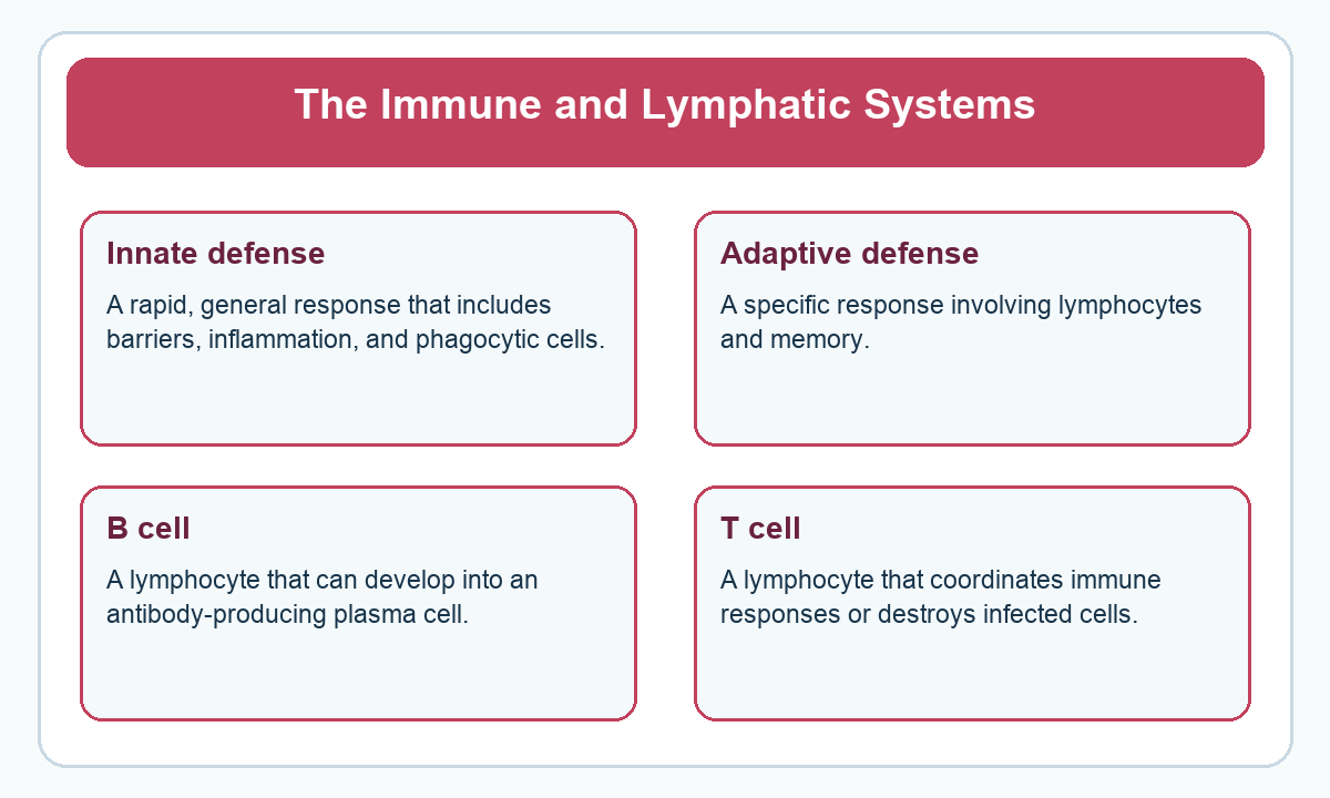Four-part beginner diagram for the immune and lymphatic systems
