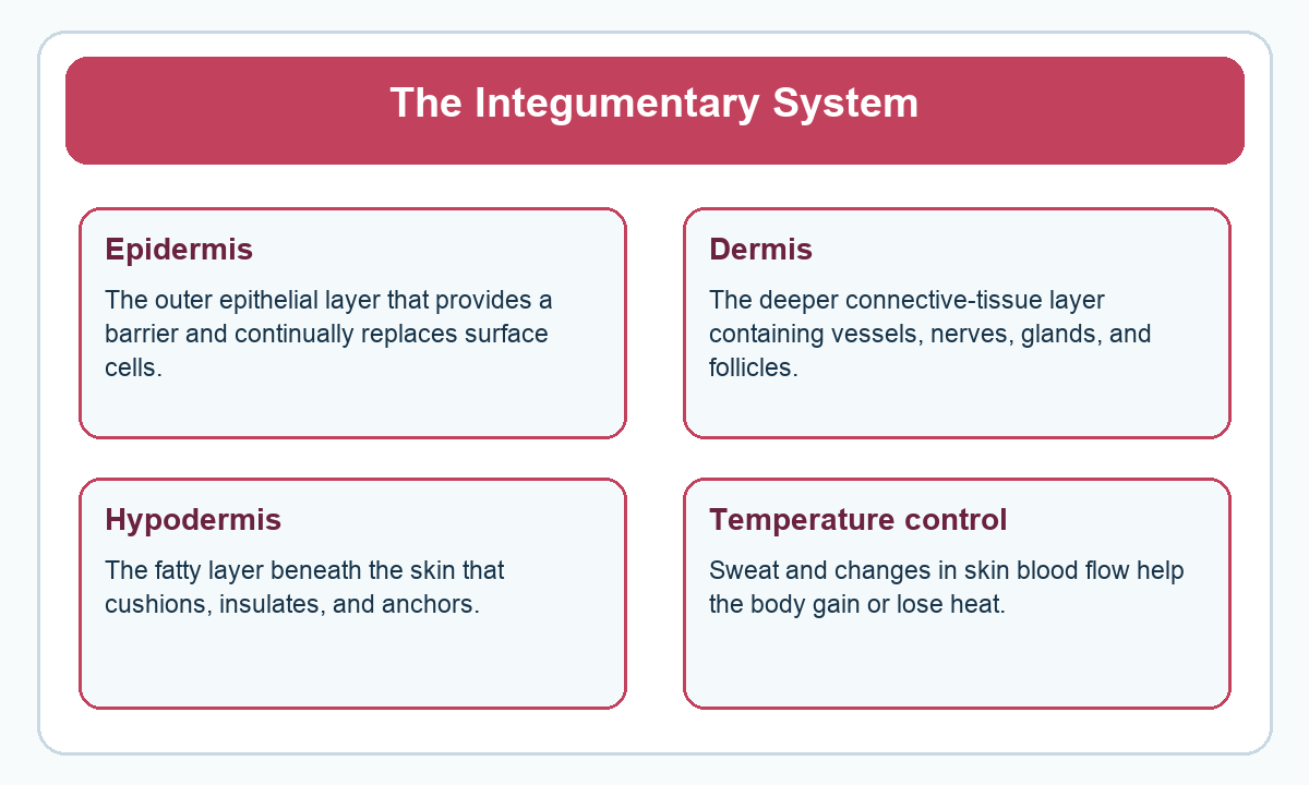 Four-part beginner diagram for the integumentary system
