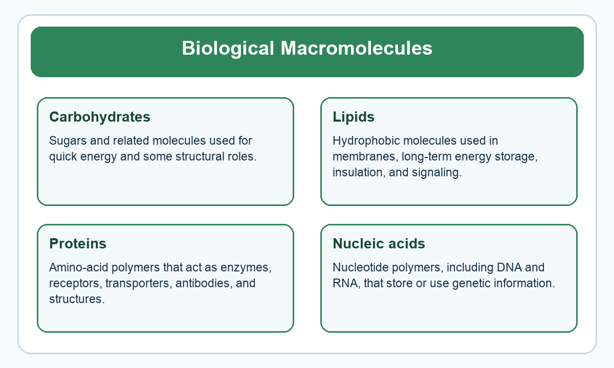 Four-part beginner diagram for biological macromolecules