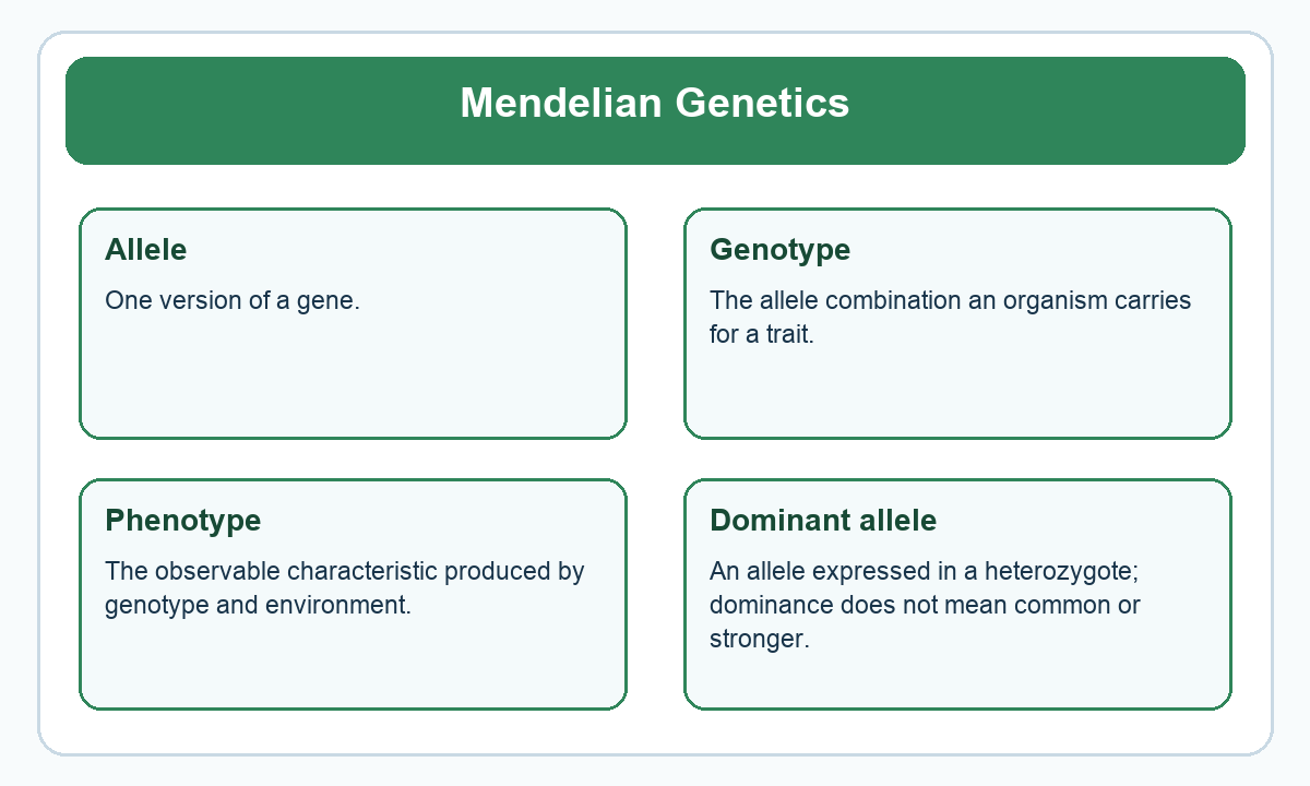 Four-part beginner diagram for mendelian genetics