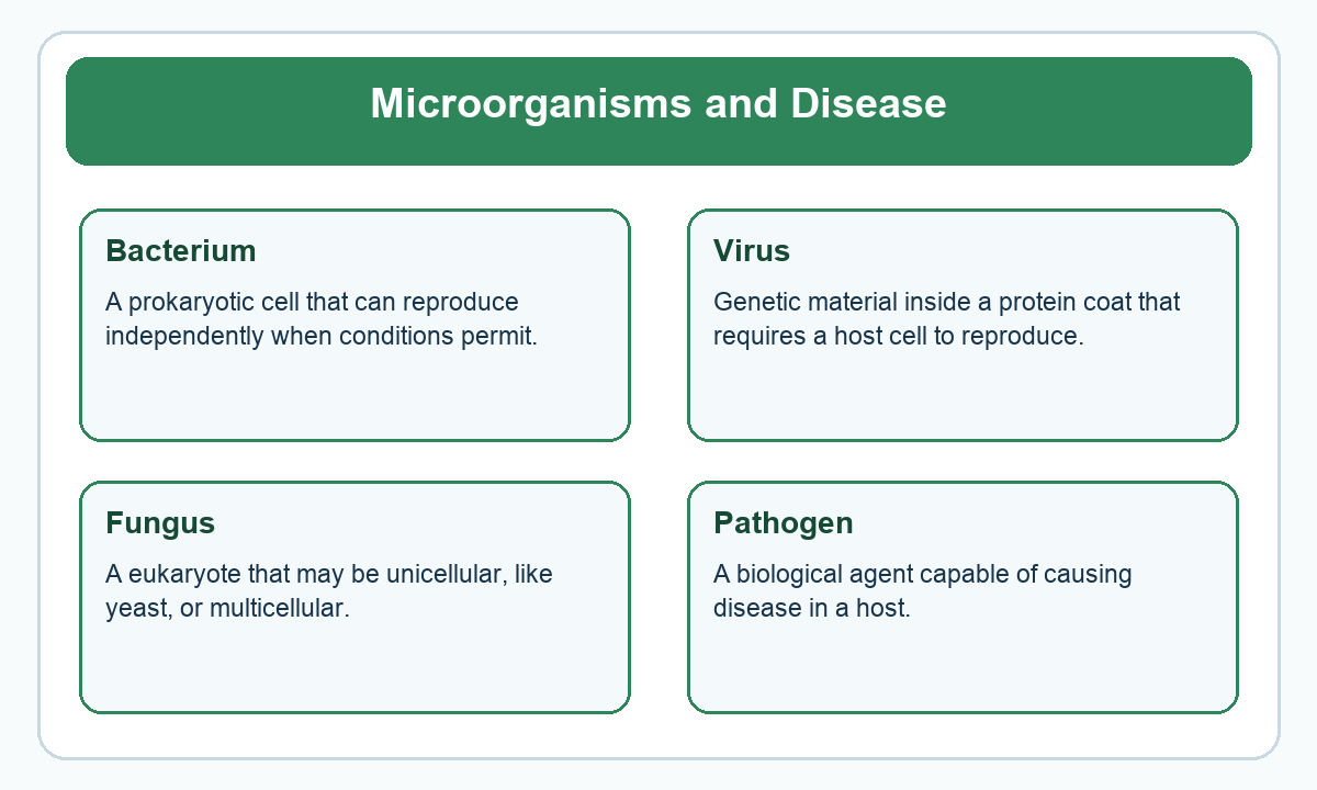 Four-part beginner diagram for microorganisms and disease