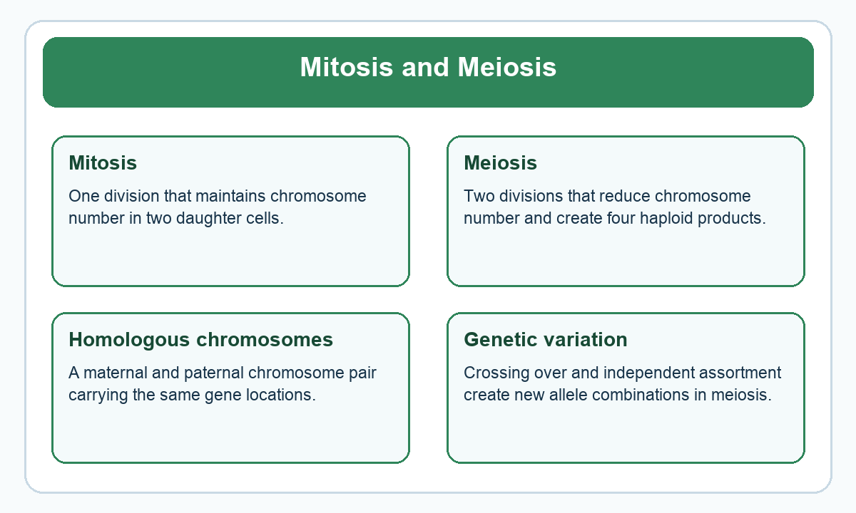 Four-part beginner diagram for mitosis and meiosis