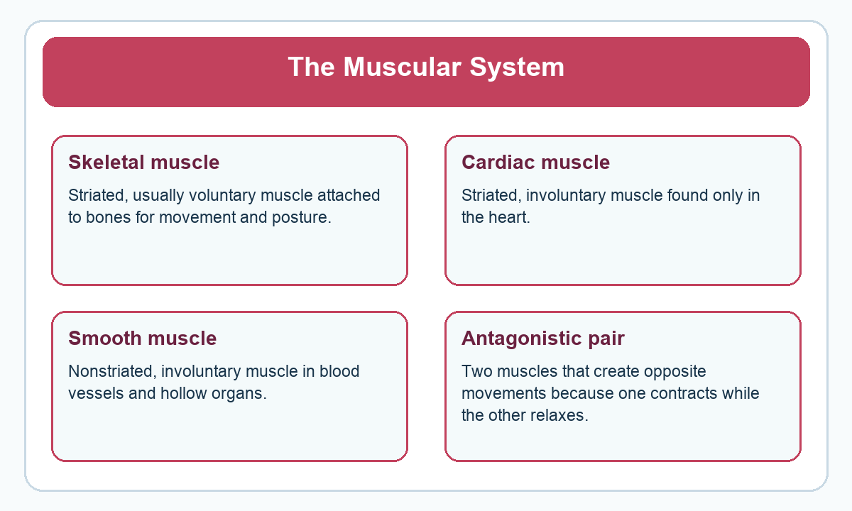 Four-part beginner diagram for the muscular system