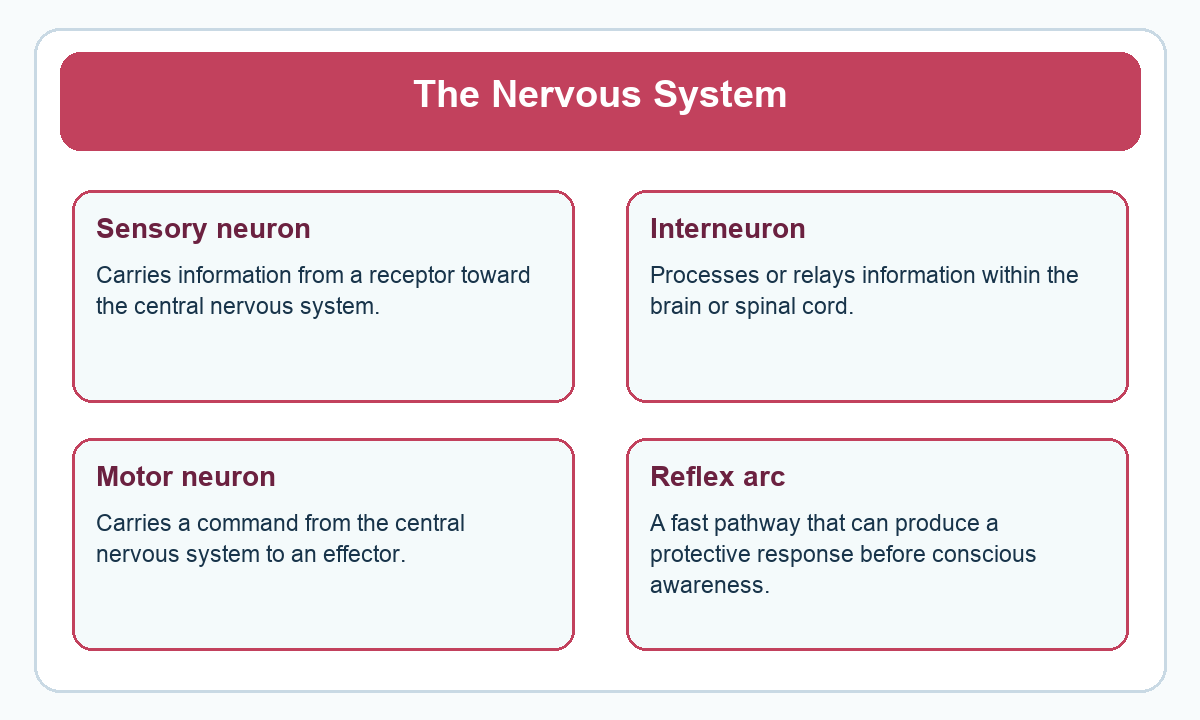 Four-part beginner diagram for the nervous system