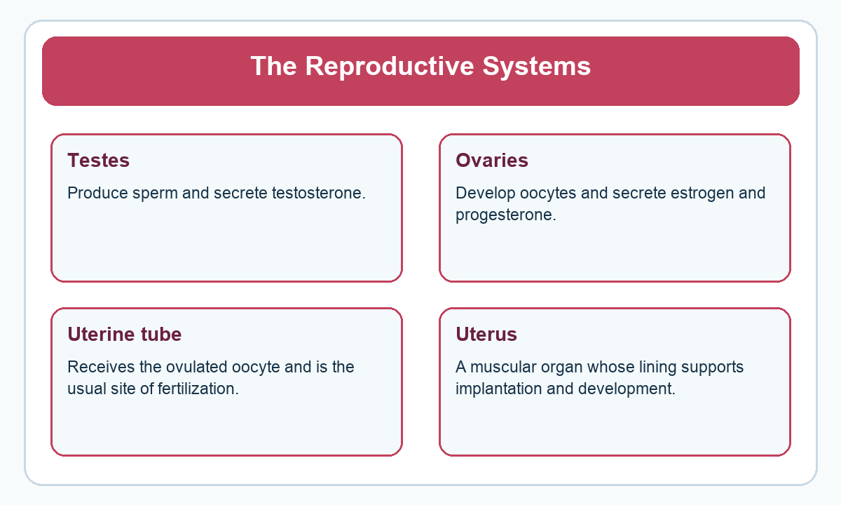 Four-part beginner diagram for the reproductive systems