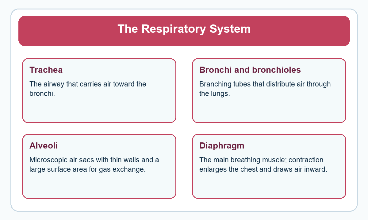 Four-part beginner diagram for the respiratory system