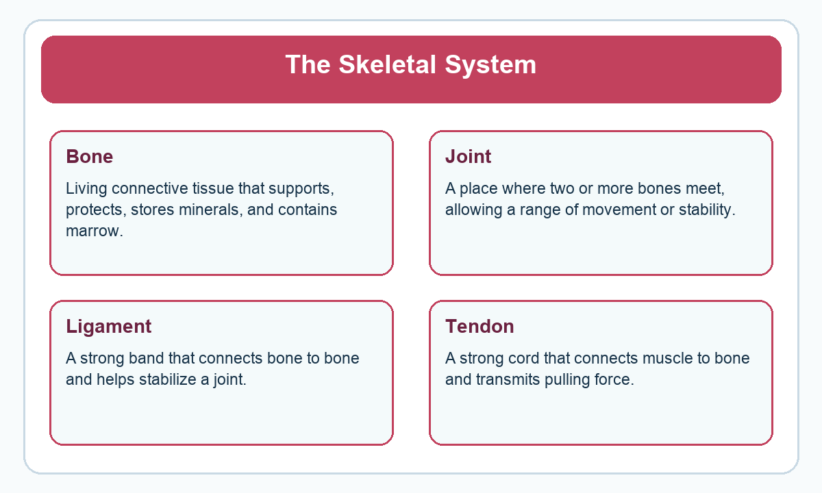 Four-part beginner diagram for the skeletal system