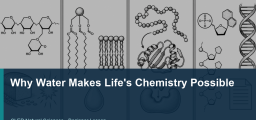 Why Water Makes Life’s Chemistry Possible