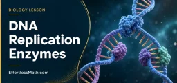 DNA Replication Enzymes