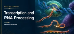 Transcription and RNA Processing