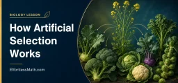 How Artificial Selection Works