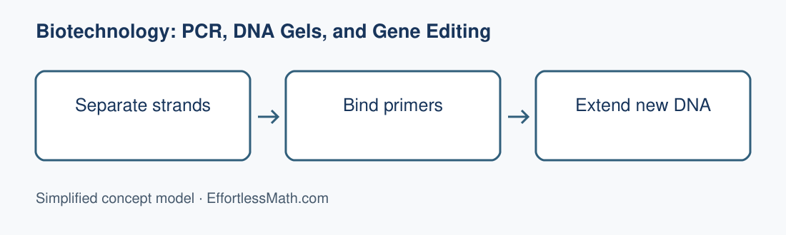 Separate strands; Bind primers; Extend new DNA