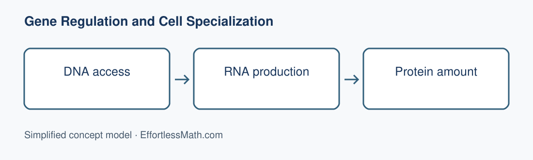 DNA access; RNA production; Protein amount