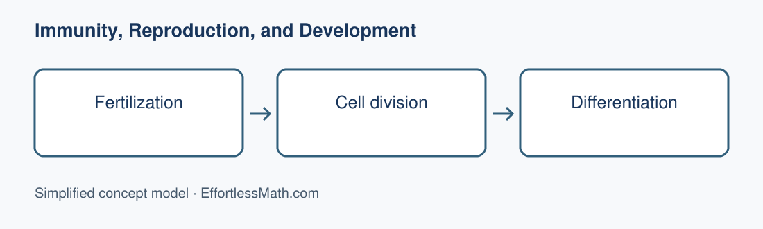 Fertilization; Cell division; Differentiation