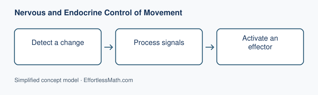 Detect a change; Process signals; Activate an effector