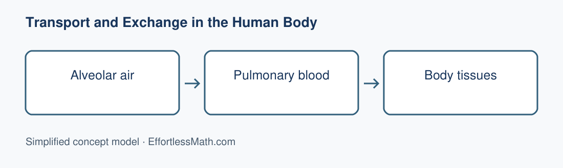 Alveolar air; Pulmonary blood; Body tissues
