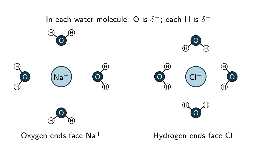 Water oxygen ends face sodium ions; hydrogen ends face chloride ions. Four intact waters per ion are illustrative.