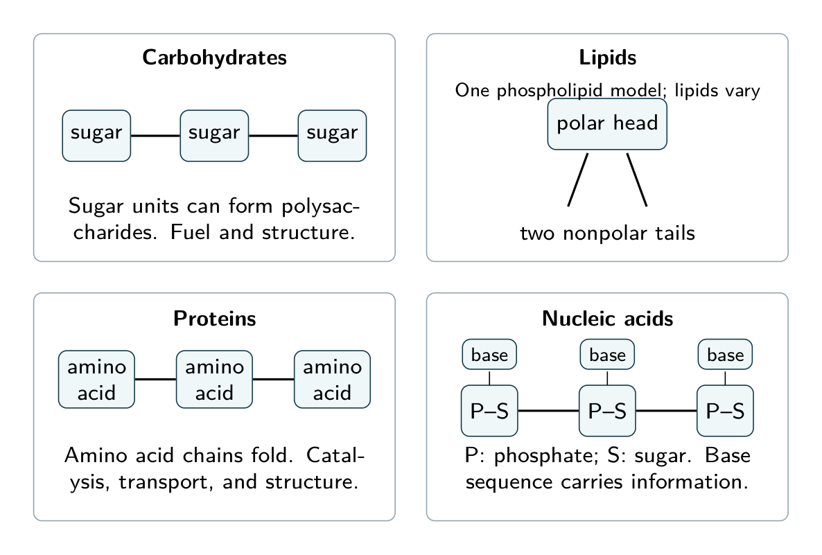 Labeled building blocks compare carbohydrates, a phospholipid, proteins, and nucleic acids; symbols are not atomic structures.