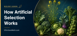 How Artificial Selection Works