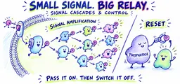 Signal Transduction Cascades: Amplification and Control